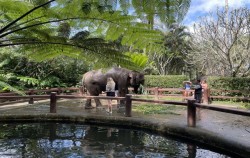 Elephant Park Visit Packages by Mason Elephant Park, Feeding Elephant