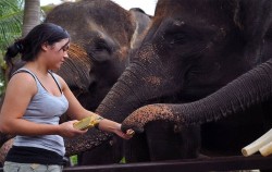 Elephant Bathe & Breakfast Tour by Mason Elephant Park, Feeding Elephants