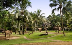 Elephant Park Visit Packages by Mason Elephant Park, Elephant Park Sanctuary