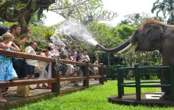Elephant Spraying Water,Fun Adventures,Elephant Park Visit Packages by Mason Elephant Park