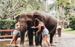 Scrubs And Clean image, Jumbo Wash Packages by Mason Elephant Park, Fun Adventures