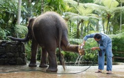 Jumbo Wash Packages by Mason Elephant Park, Scrubbing Elephant Feet
