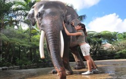 Jumbo Wash Packages by Mason Elephant Park, Wash And Interact With Elephan