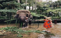 Have Fun Spraying Water,Fun Adventures,Jumbo Wash Packages by Mason Elephant Park