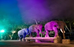 Elephant Night Show,Fun Adventures,Night Safari Packages by Mason Elephant Park