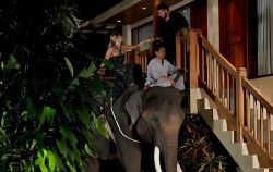 Get On Directly From Your Lodg image, Night Safari Packages by Mason Elephant Park, Fun Adventures