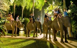 Group Night Safari,Fun Adventures,Night Safari Packages by Mason Elephant Park