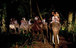 Night Safari Packages by Mason Elephant Park, Night Safari Through Jungle
