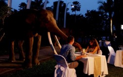 Romantic Dinner,Fun Adventures,Night Safari Packages by Mason Elephant Park