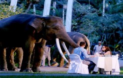 Night Safari Packages by Mason Elephant Park, Romantic Dinner