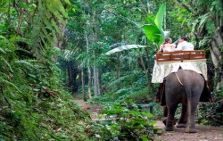 Forest Safari image, Elephant Safari Ride Packages by Mason Elephant Park, Fun Adventures