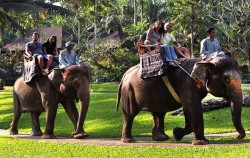 Riding Around Park image, Elephant Safari Ride Packages by Mason Elephant Park, Fun Adventures