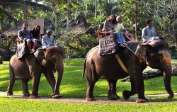 Riding Around Park,Fun Adventures,Elephant Safari Ride Packages by Mason Elephant Park