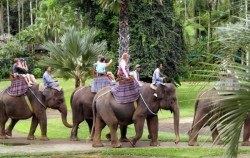 Riding Around Park,Fun Adventures,Elephant Safari Ride Packages by Mason Elephant Park