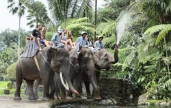 Elephants Spraying Water image, Elephant Safari Ride Packages by Mason Elephant Park, Fun Adventures