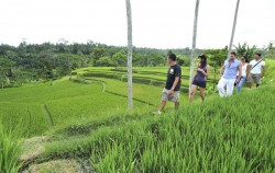 Paddy Field Trekking,Fun Adventures,Adventures Packages by The Mason Adventure