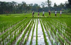 Paddy Field View,Fun Adventures,Adventures Packages by The Mason Adventure