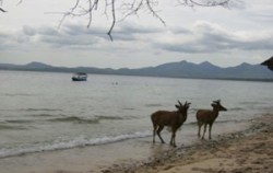 West Bali National Park Tour, Menjangan Island