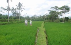 Rice Field image, Bali Breeze Cycling Tour, Bali Cycling