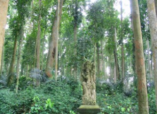Sangeh Forest