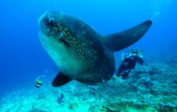 Water Sports in Lembongan, Mola-Mola Diving