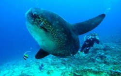 Diving Activities by BMR, Mola-Mola Nusa Penida