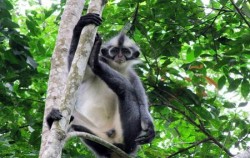 Monkey,Sumatra Adventure,Leuser National Park Expedition 8 Days 7 Nights