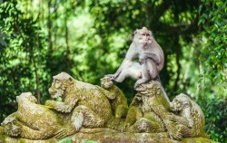9 Days 8 Nights Bali Tour Package, 9D8N - Monkey Forest