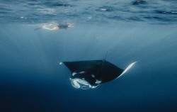  image, Speed Boat Tours by Morin, Bali Boats Charter