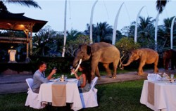 Night Safari image, Bali Adventure Elephant Riding, Bali Elephant Riding