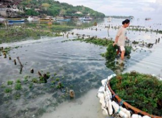 Seaweed Traditional Farm