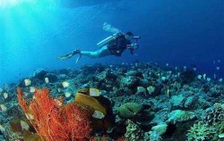 Nusa Penida Dive Site image, Diving Activities by BMR, Bali Diving