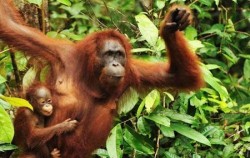 Orangutan Borneo