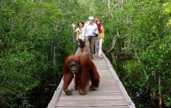 Camp Leakey,Borneo Island Tour,Orangutan Tour 4 Days 3 Nights