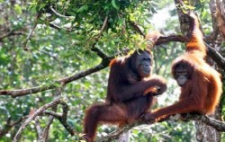 Orangutan Tour 4 Days 3 Nights, Orangutan Exploration