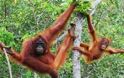 Orangutan