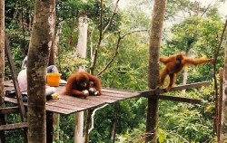 Explore Tangkahan Tour B 7 Days 6 Nights, Orangutan Feeding Time