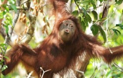 Mahakam and Orangutan Tour 4 Days, Orangutan