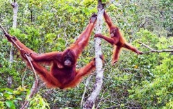 Orangutan Exploration image, Orangutan and Dayak Tour 6 Days 5 Nights, Borneo Island Tour