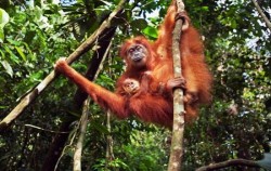 Orangutan ,Sumatra Adventure,Explore North Sumatra 10 Days 9 Nights