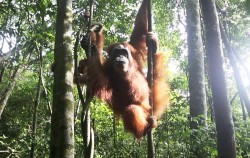 Orangutan Leuser Park image, Leuser National Park Trekking 5 Days 4 Nights, Sumatra Adventure