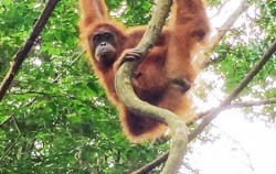 Orangutan image, Bukit Lawang Orangutan Tour 2 Days 1 Night, Sumatra Adventure