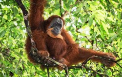 Orangutan Leuser Park