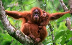 Orangutan Leuser Park