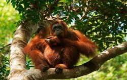 Borneo Overland Trip I 8 Days 7 Nights, Orangutan Tanjung Puting