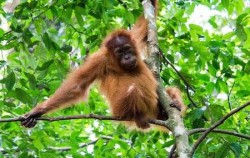 Orangutan,Sumatra Adventure,Leuser National Park Trekking 3 days 2 Nights