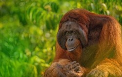 Orangutan,Borneo Island Tour,4 Days 3 Nights Borneo Orangutan Tour
