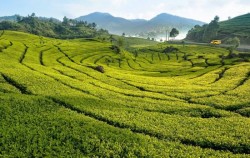 The Breeze of Puncak Bogor Highlands, Puncak Tea Plantation View
