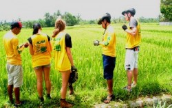 Rice Field View,Bali Cycling,Alam Cycling Adventure