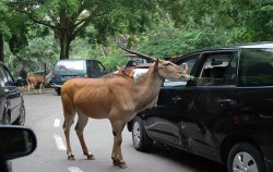 The Breeze of Puncak Bogor Highlands, Safari Park